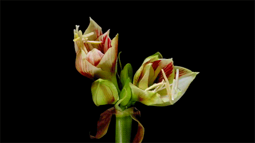 Flores alternopolis (10)
