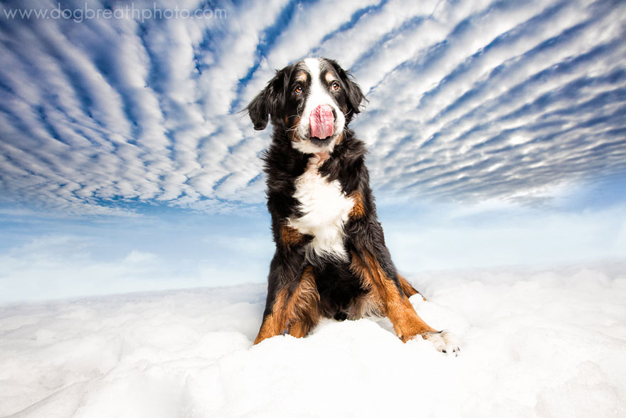 dogs-dog-breath-photography-kaylee-greer-36
