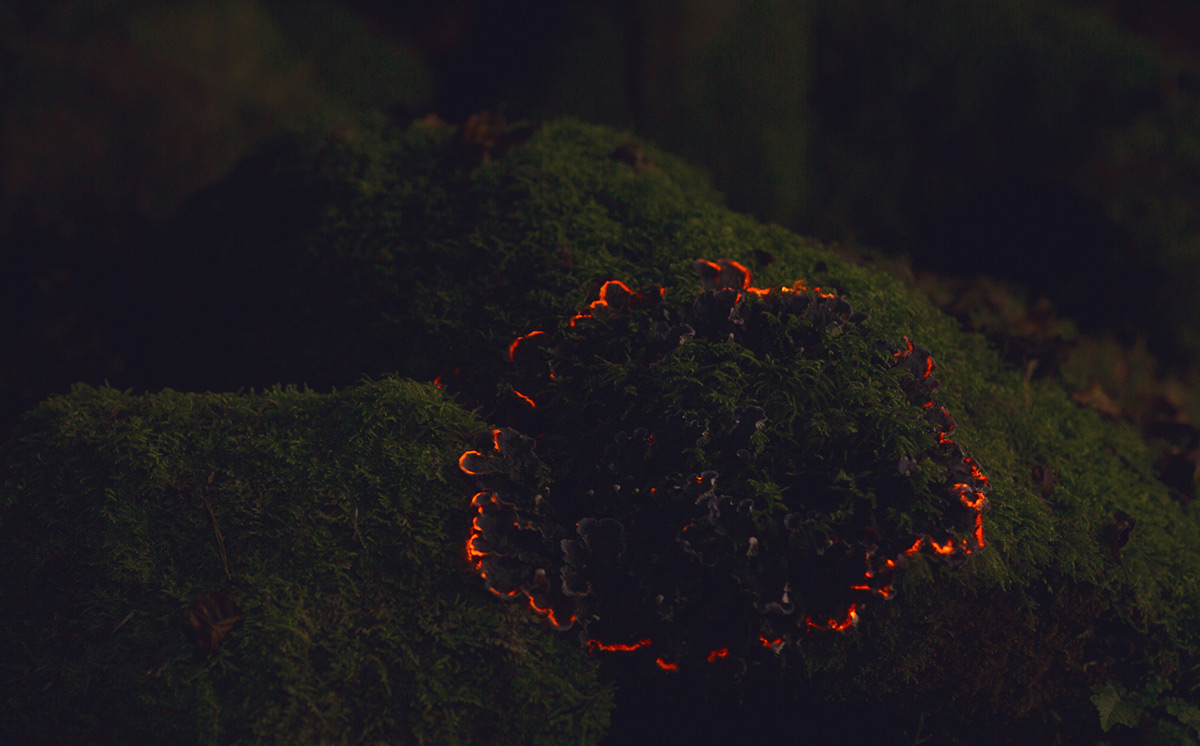 Bioluminescent Forest (1)