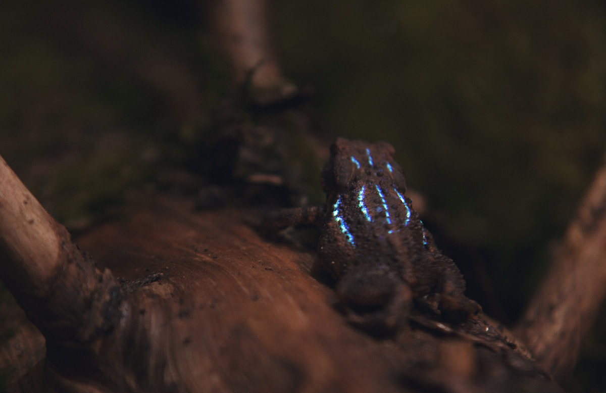 Bioluminescent Forest (2)