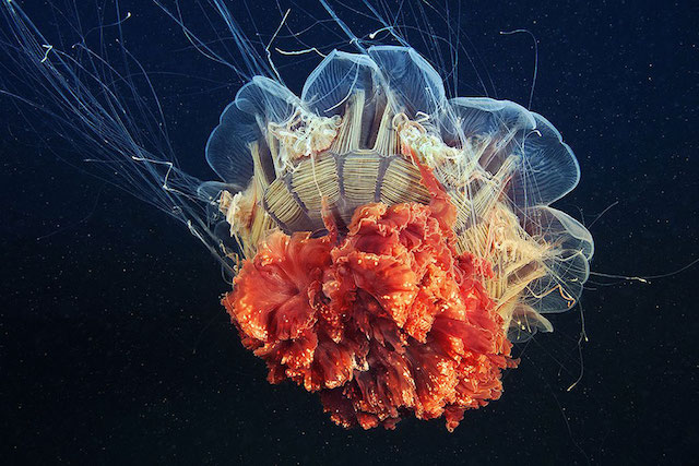 jellyfish-underwater-photography-alexander-semenov-1