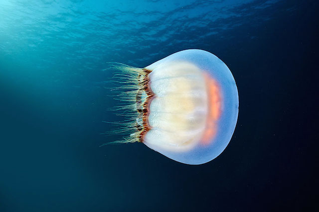 jellyfish-underwater-photography-alexander-semenov-15