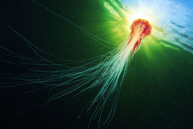 jellyfish-underwater-photography-alexander-semenov-17