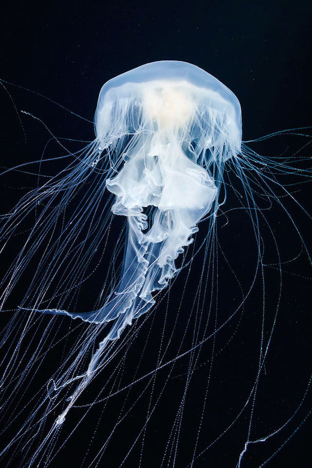 jellyfish-underwater-photography-alexander-semenov-2