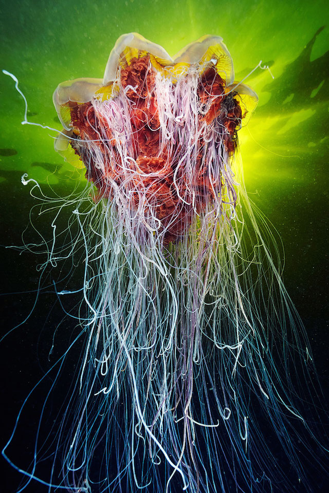 jellyfish-underwater-photography-alexander-semenov-21