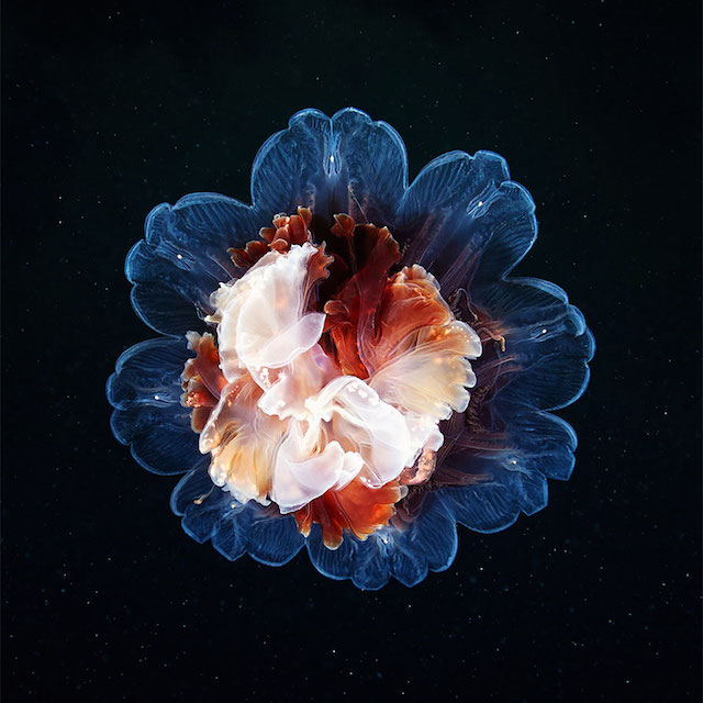 jellyfish-underwater-photography-alexander-semenov-3