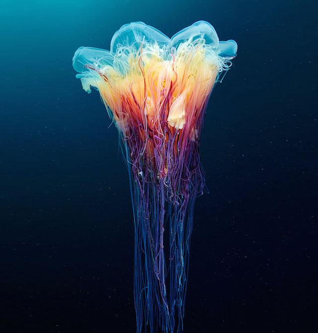 jellyfish-underwater-photography-alexander-semenov-4