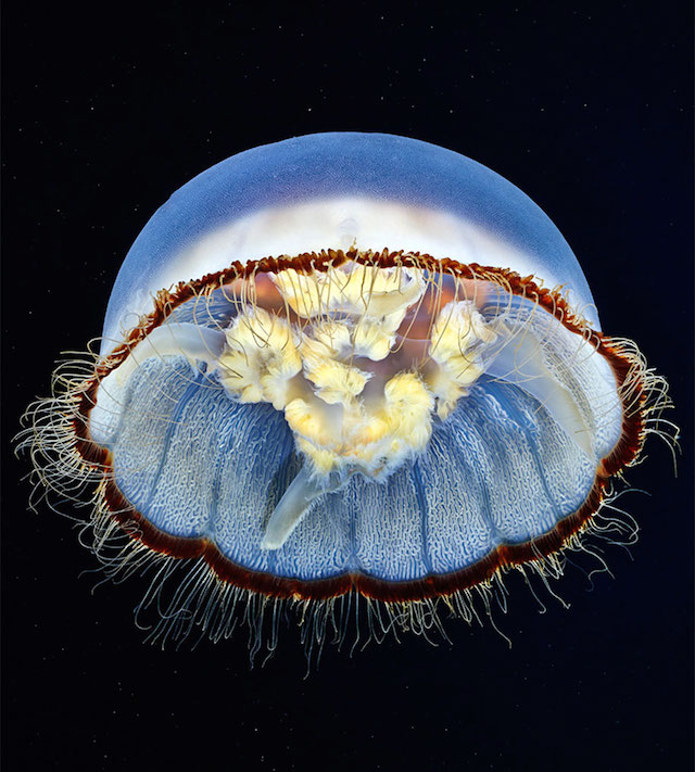 jellyfish-underwater-photography-alexander-semenov-7