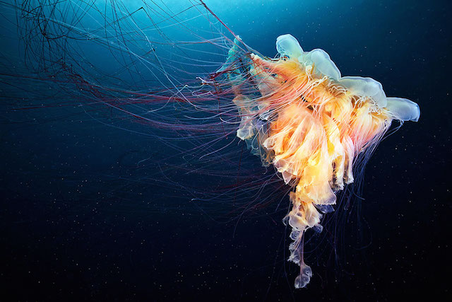 jellyfish-underwater-photography-alexander-semenov-9