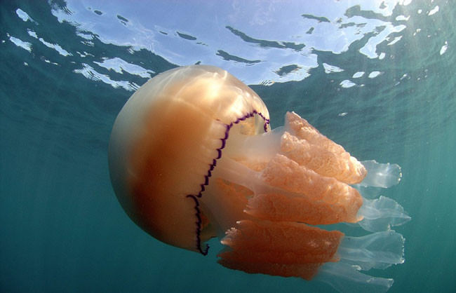 Jellyfish4