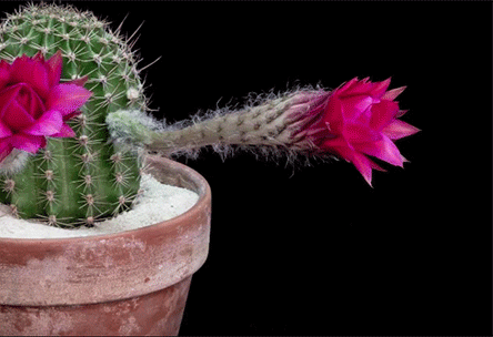 echinopsis-cactus-flowers-blossom-time-lapse-greg-krehel-1
