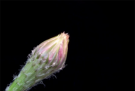 echinopsis-cactus-flowers-blossom-time-lapse-greg-krehel-2