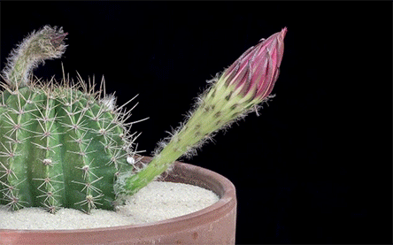 echinopsis-cactus-flowers-blossom-time-lapse-greg-krehel-3