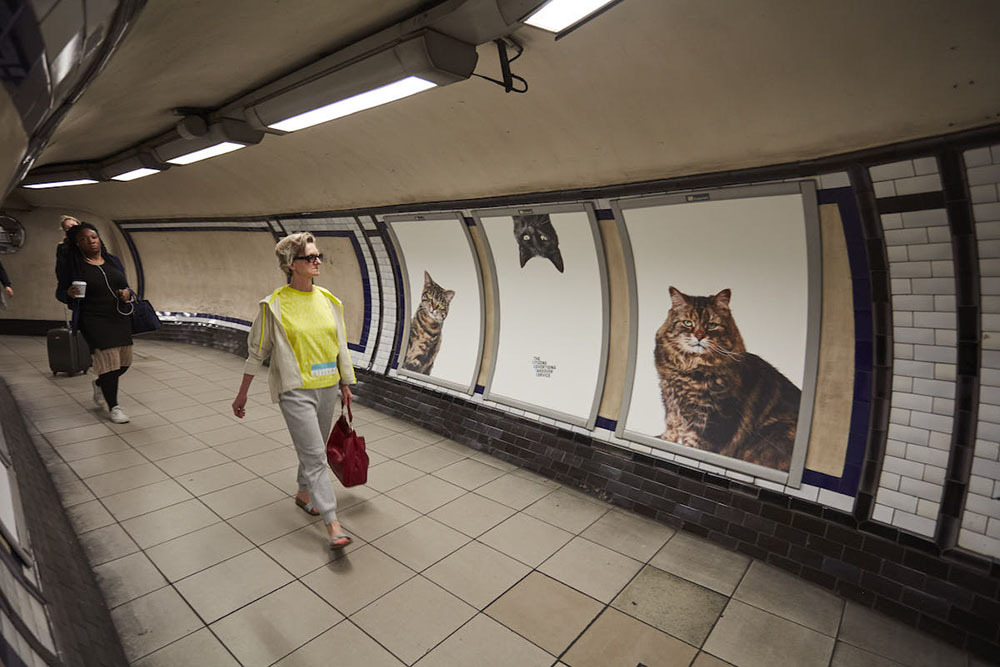 The Citizens Advertising Takeover Service replaced 68 adverts in Clapham Common tube station with pictures of cats. Organisers say they hope the pictures will help people think differently about the world around them. Credit: CatsnotAds.org
