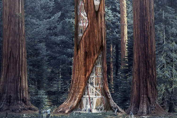 giant-sequoia-skyscraper-1
