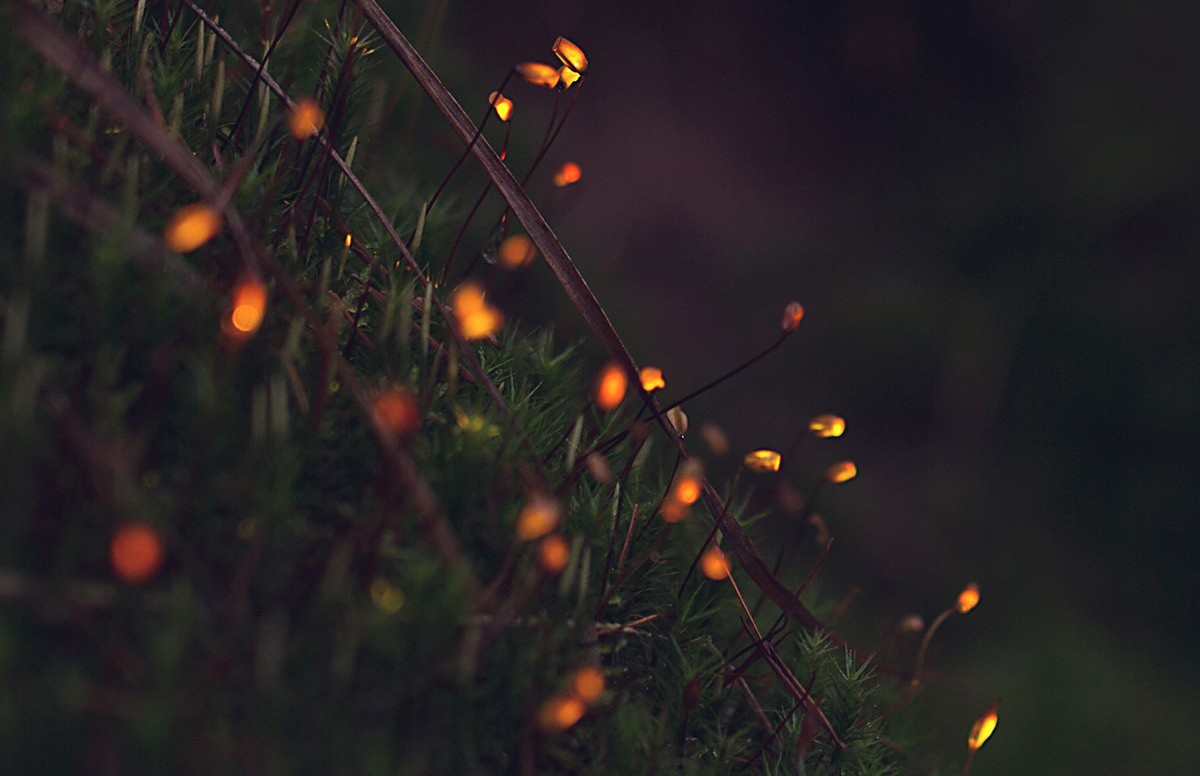 Fotoluminiscencias en el Corazón del Bosque