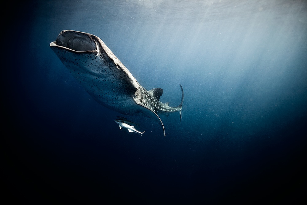 El Fotógrafo Jorge Cervera Hauser Captura Retratos Íntimos de la Vida Marina